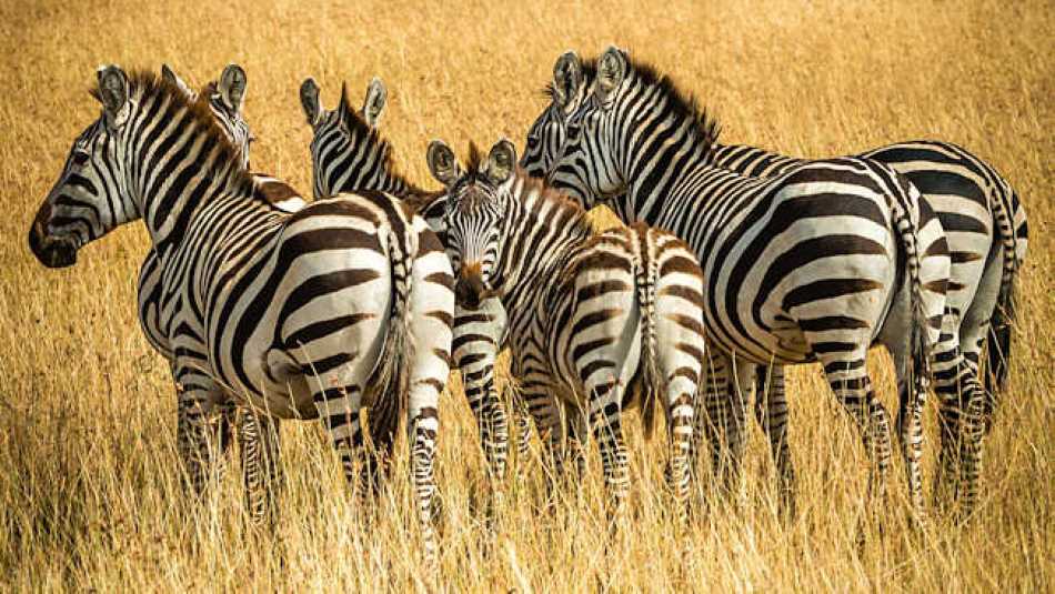 If you're a zebra on the Savannah, then it doesn't pay to stand out from the crowd!